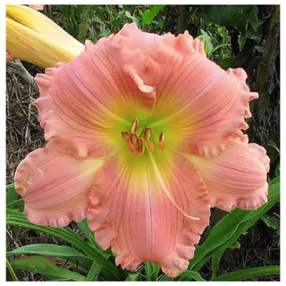 A close-up of a coral daylily