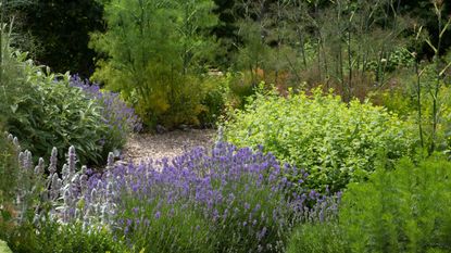 aromatic herbs in a gravel herb garden