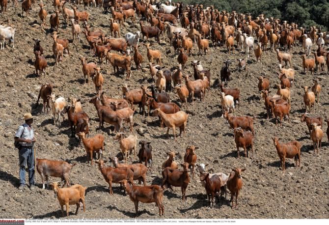 Some Spanish goats watching the race