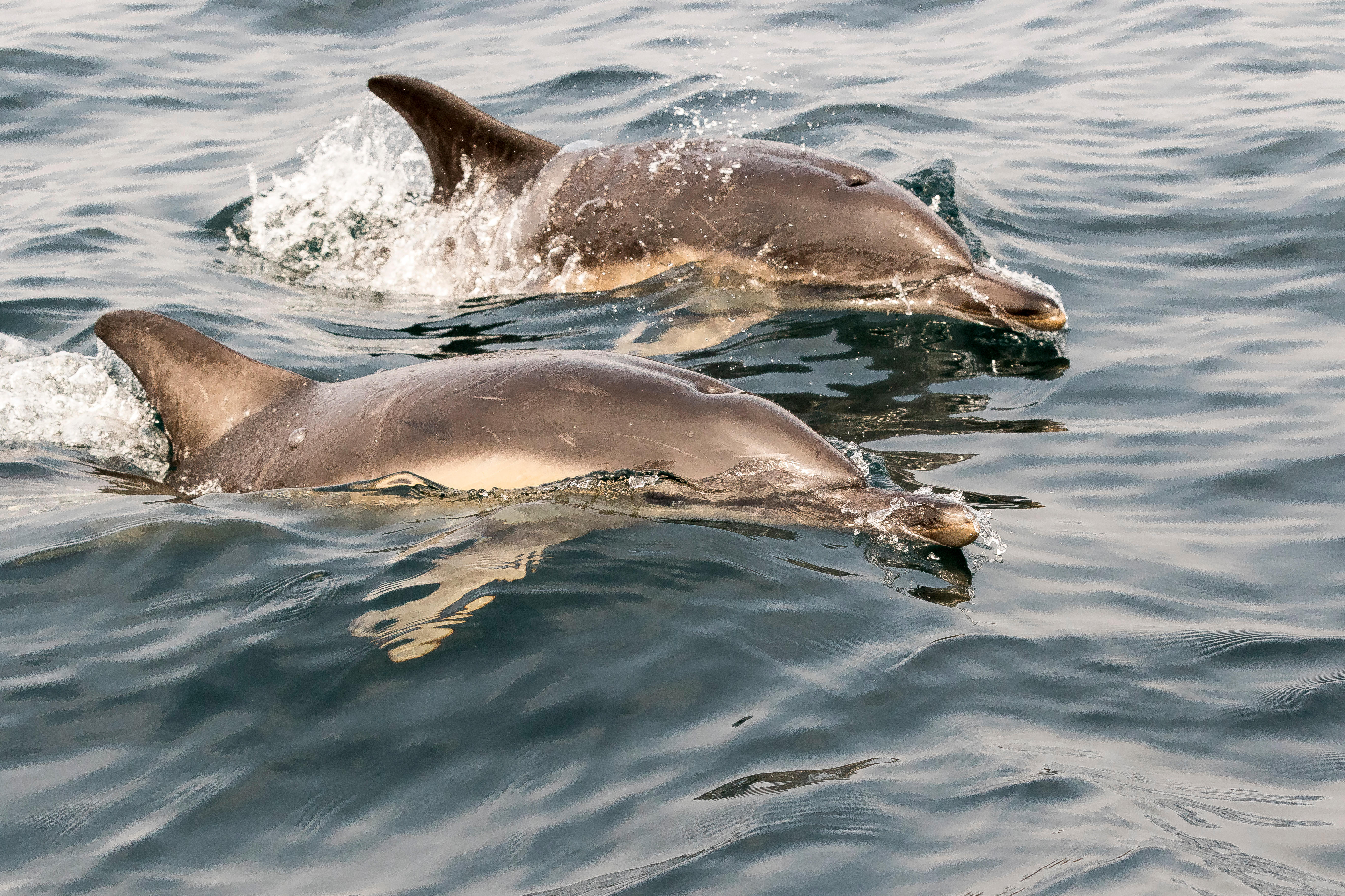 Wild Common Dolphin or Long beaked common dolphins of the Shores of Cornwall, England, UK