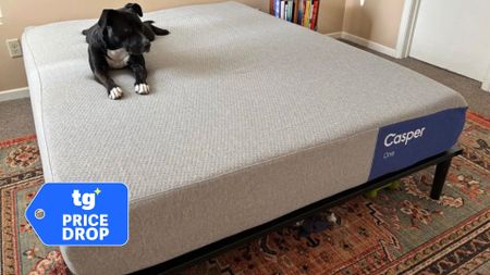 The Casper One mattress at a tester's home. A black-and-white dog sits on the top left corner. A deals badge can be seen in the bottom left foreground. 