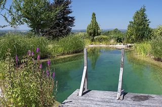 What you need to know about having a natural swimming pool in your garden