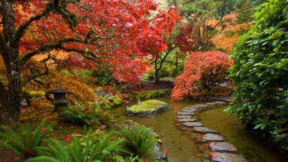 how to grow acers in Japanese-inspired garden with stepping stones across pond