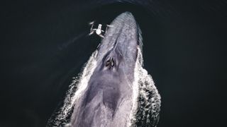 A clip from "One Strange Rock" shows a group of scientists from Ocean Alliance collecting a sample of snot from a blue whale.