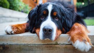 Best dogs for anxiety: Bernese Mountain Dog