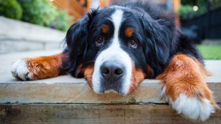 best behaved dog breeds: Bernese Mountain Dog