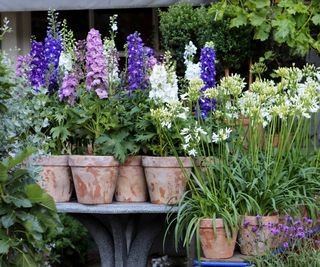 Delphiniums in terracotta pots