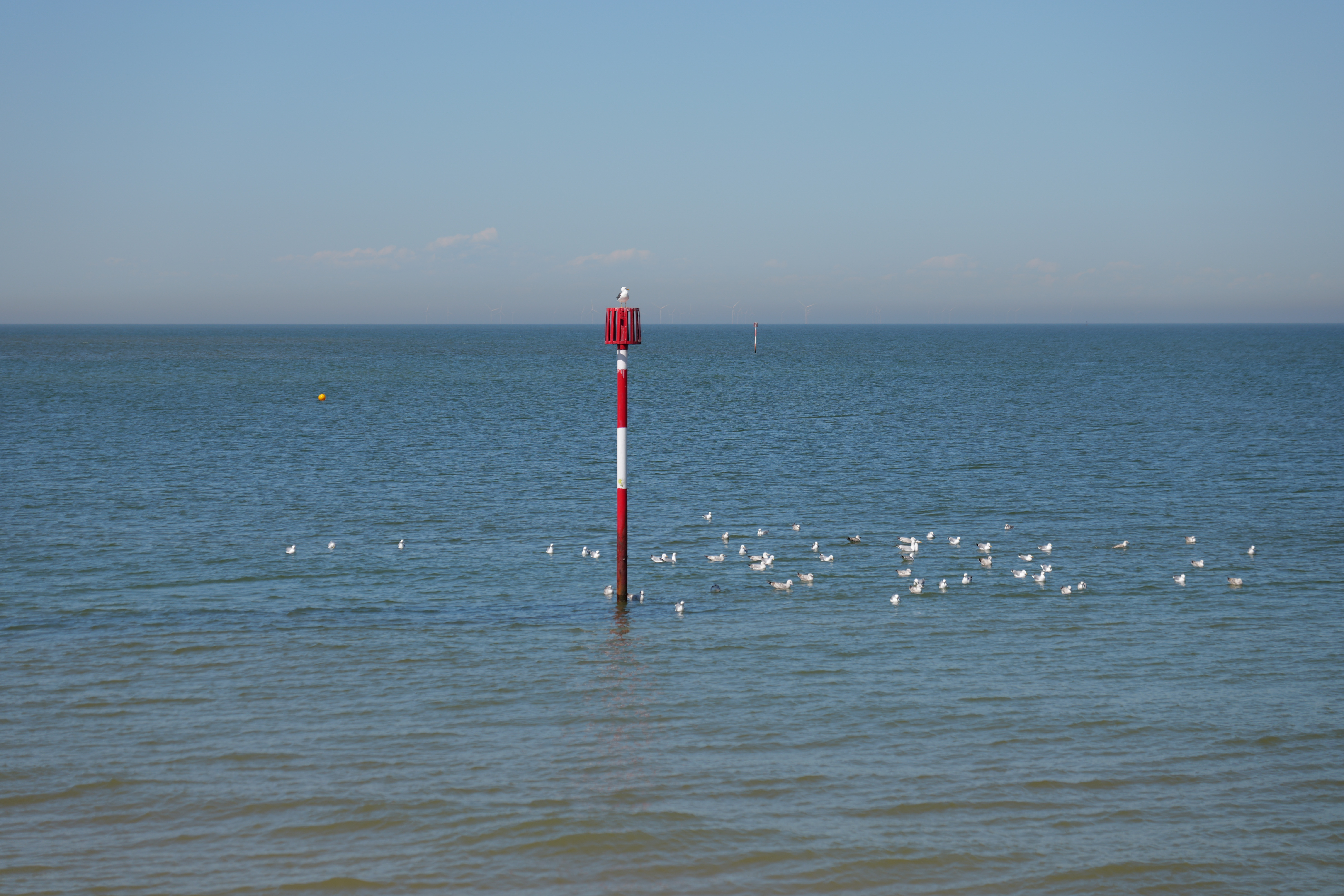 Post in the ocean surrounded by seagulls