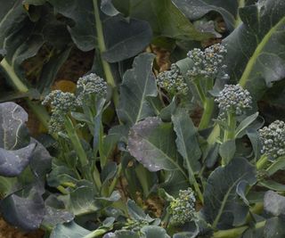 A broccolini plant with lots of florets ready to harvest