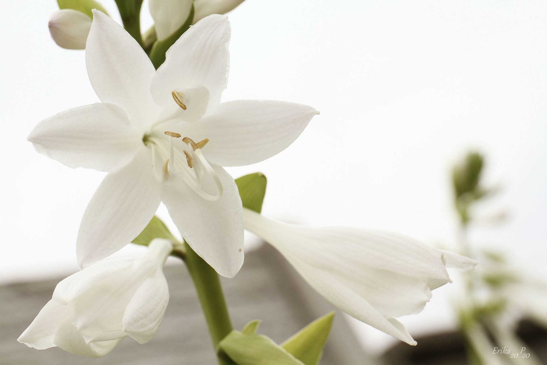 GuruShots - Mostly White October 2025