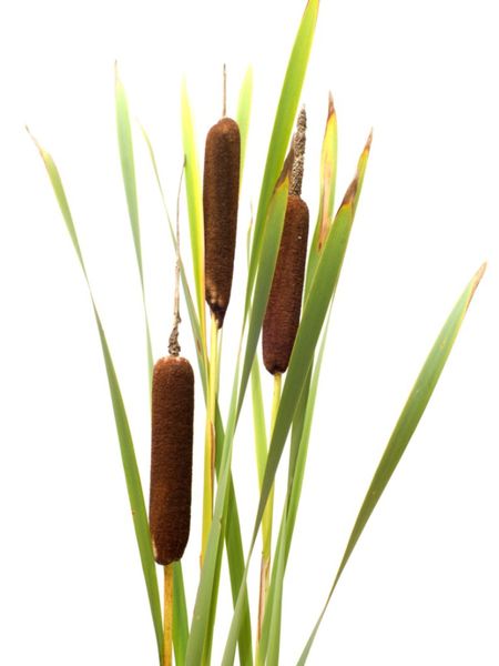 Cattail Plants