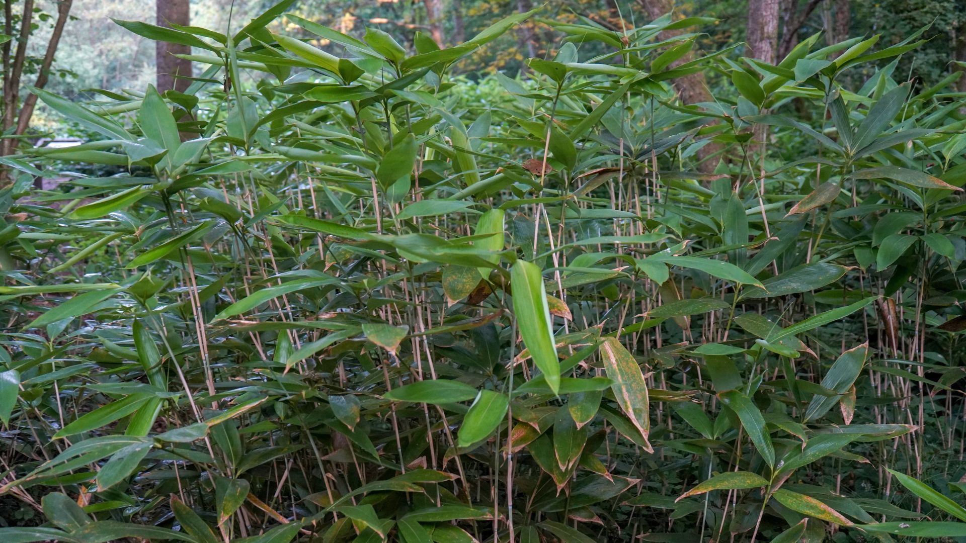 invasive bamboo plant growing in woodland