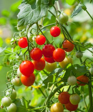 tomatoes 'Micro Cherry'