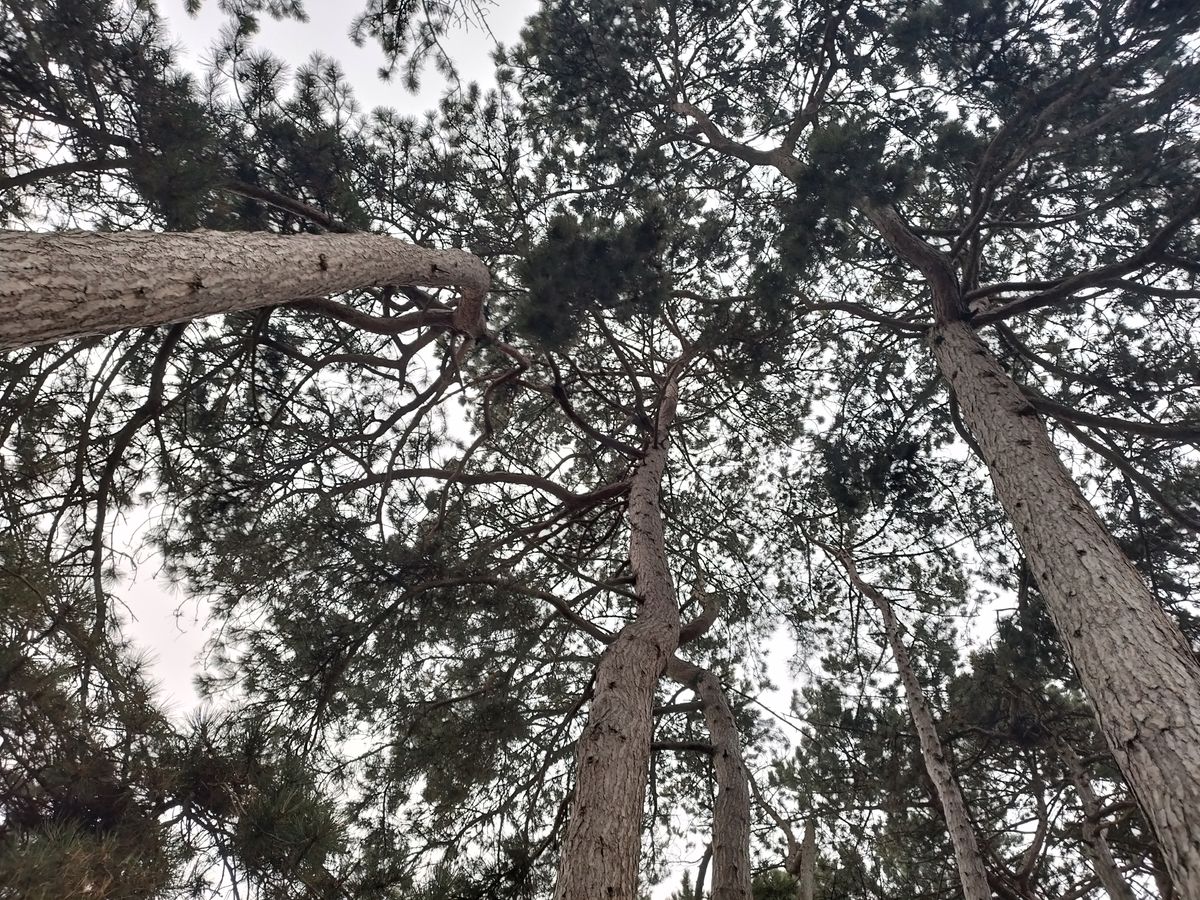 A Xiaomi Poco X4 Pro camera sample