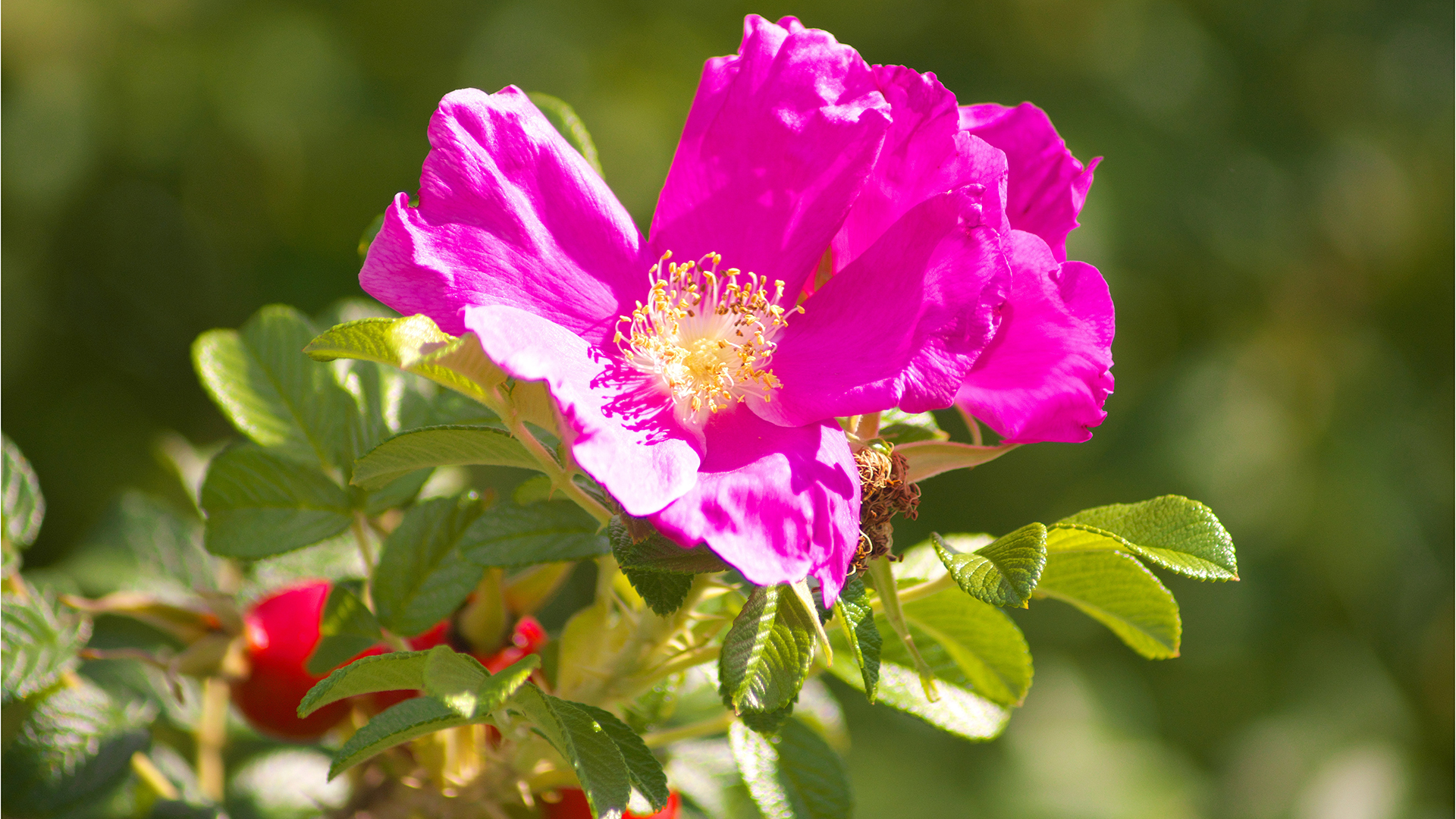 pink rose photographed in the sunshine