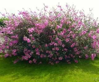 A large lavatera shrub covered in pink flowers in a backyard