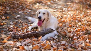 Labrador with stick lying amongst autumn leaves