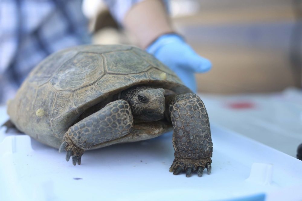 desert-tortoise-twentynine-palms.jpg