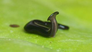 Humbertium covidum, one of the new hammerhead flatworm species.