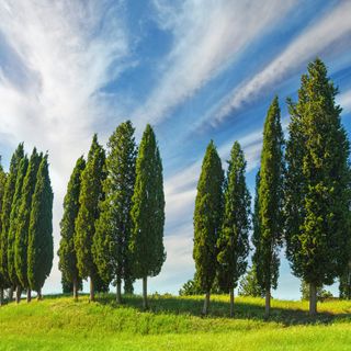 Row of Italian cypress trees un field