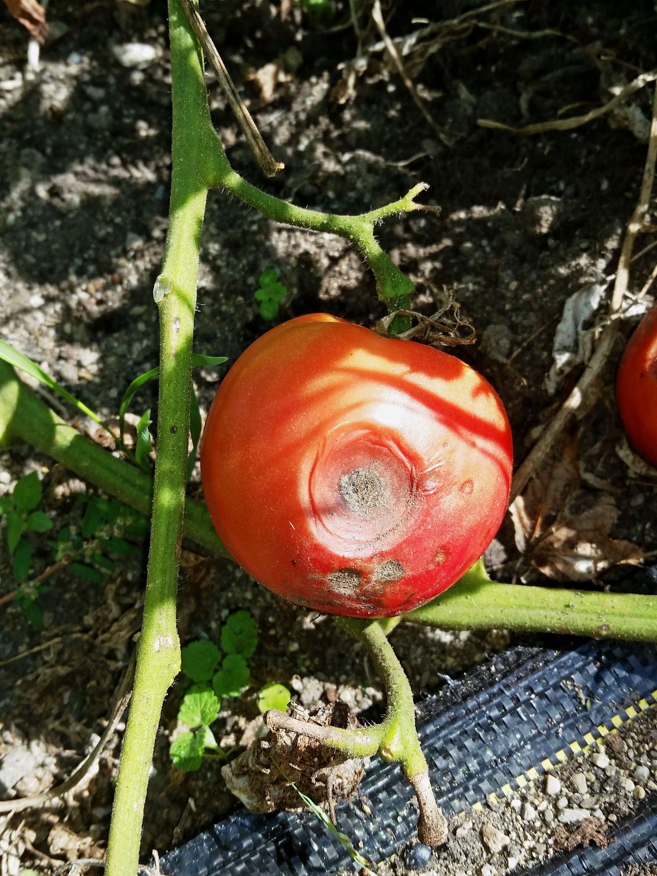 Brown Target Spot On A Tomato