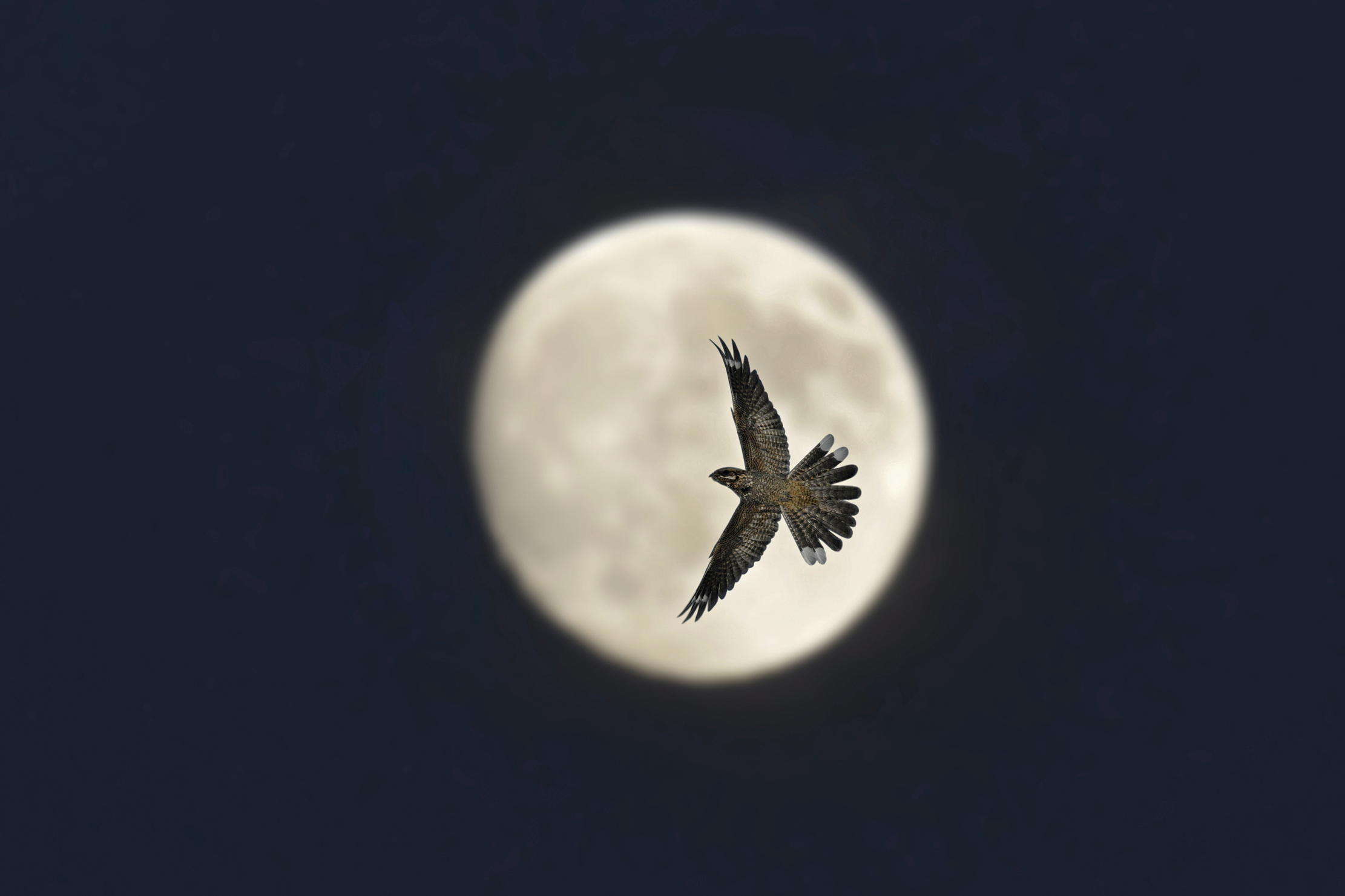 A male nightjar swoops across the Moon en route to scooping up insects in its distinctive double beak.