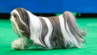 Lhasa Apso dog at dog show