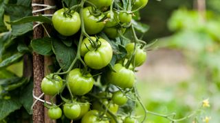 green tomatoes connected vine