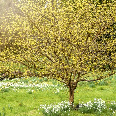 Tips & Information about Trees | Gardening Know How