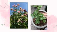 composite of rose bush in garden and woman planting rose plant in pot