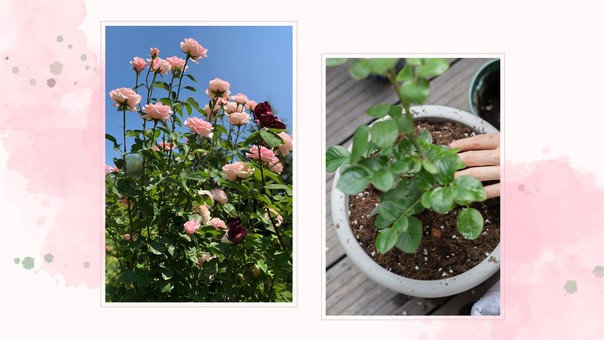 composite of rose bush in garden and woman planting rose plant in pot 