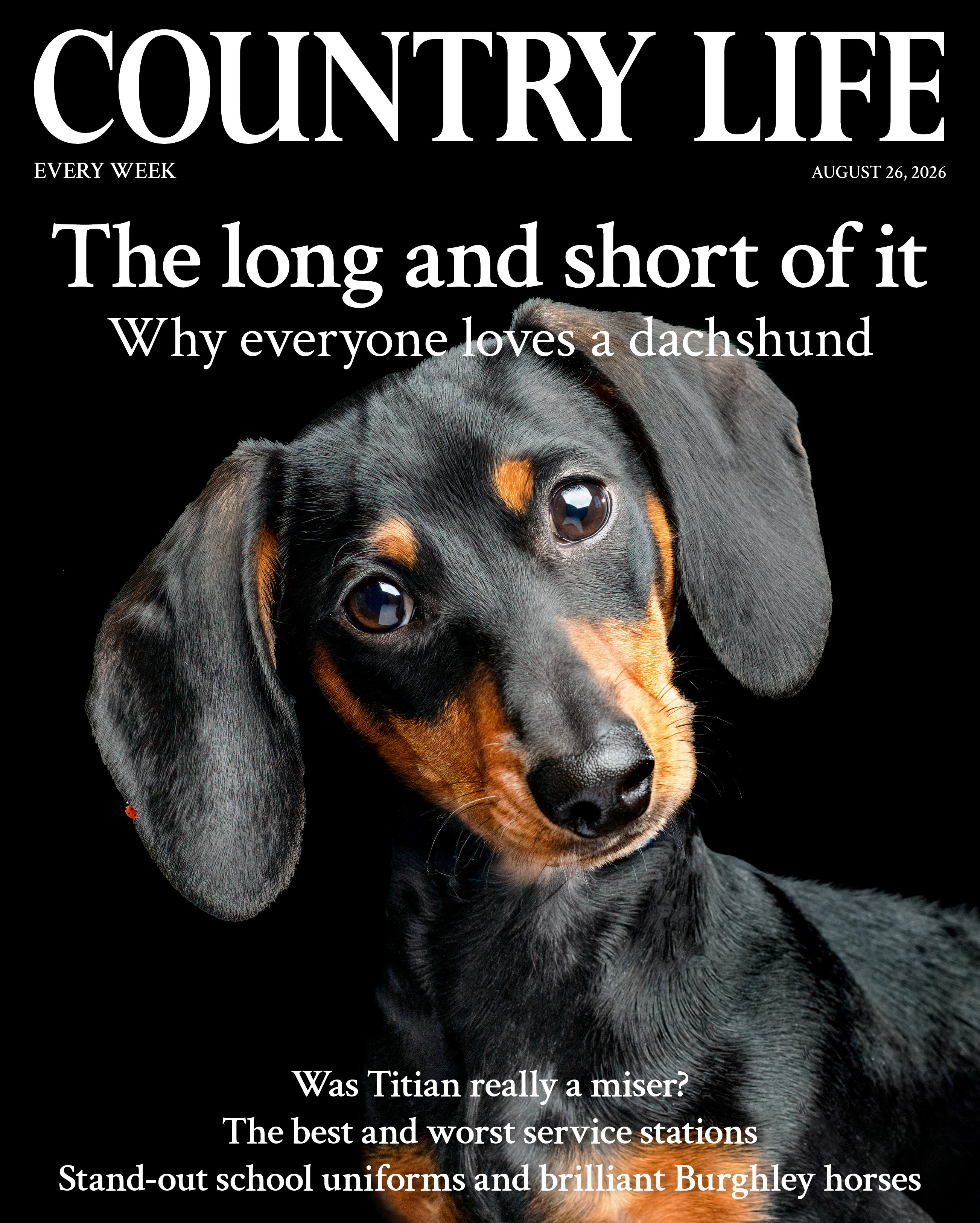 Cover of Country Life 26 August 2026 featuring a dachshund photographed by Annemarie Young Photography for Getty