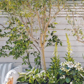 Small garden with tree trunk and plants including hostas and foxgloves