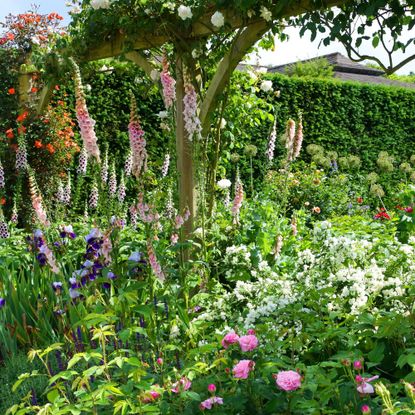 Colourful border of biennial plants