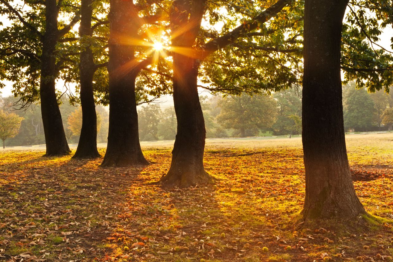 An autumnal sunrise in Knole Park.