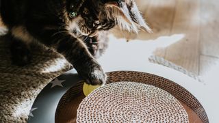 Cat using puzzle toy