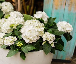 white hydrangea growing against green backyard fence