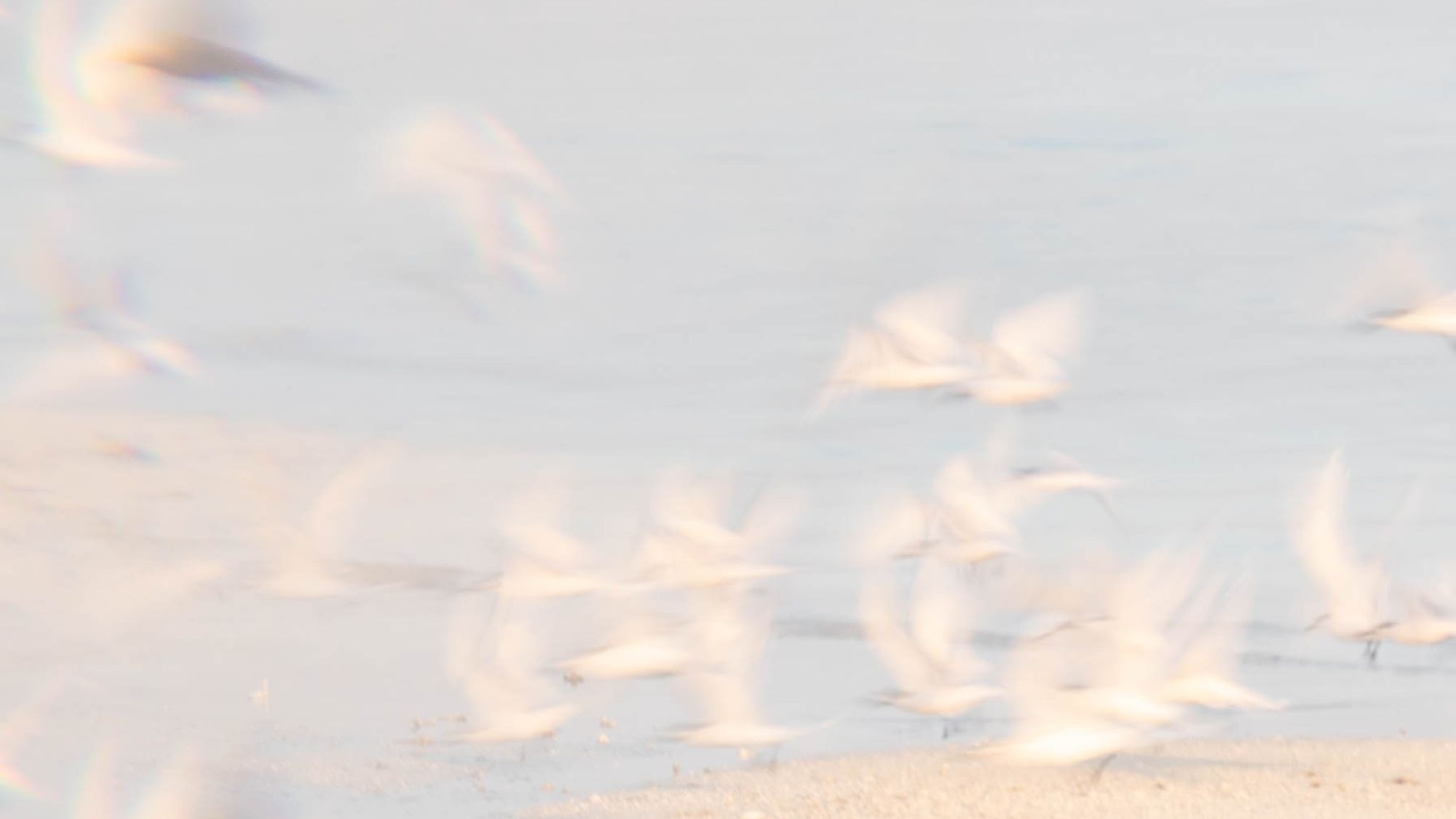 Secret Spot - Serene beach shoreline with soft golden light and footprints - TVS