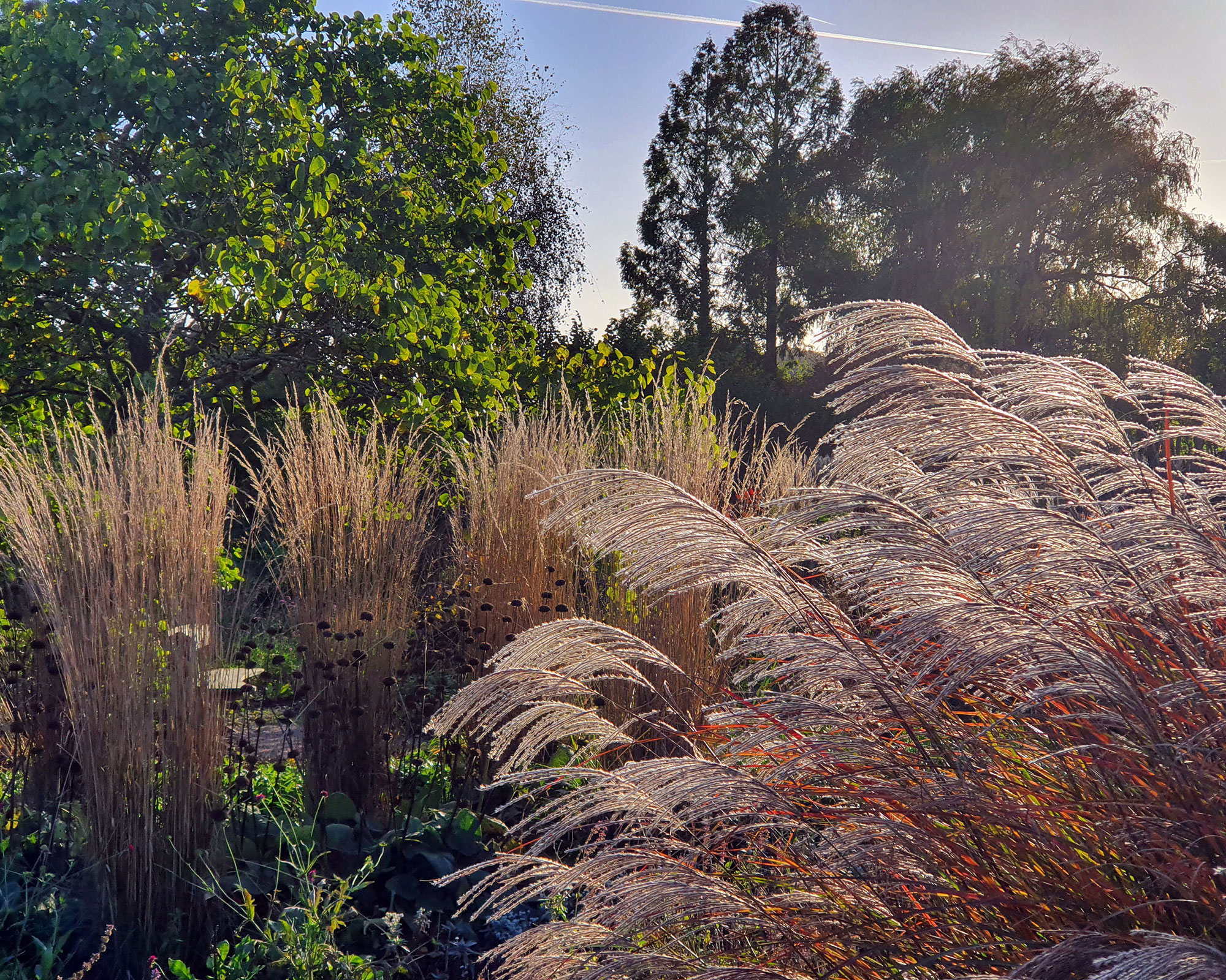 How to trim ornamental grasses: when and how to prune them | Gardeningetc