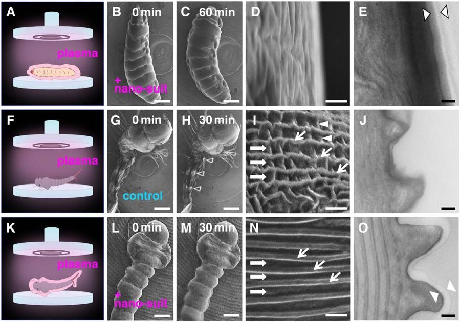 larva develop nano-suits to protect their bodies from radiation inside a vacuum.