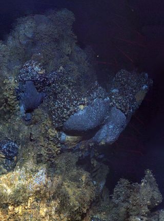 deep sea vent life
