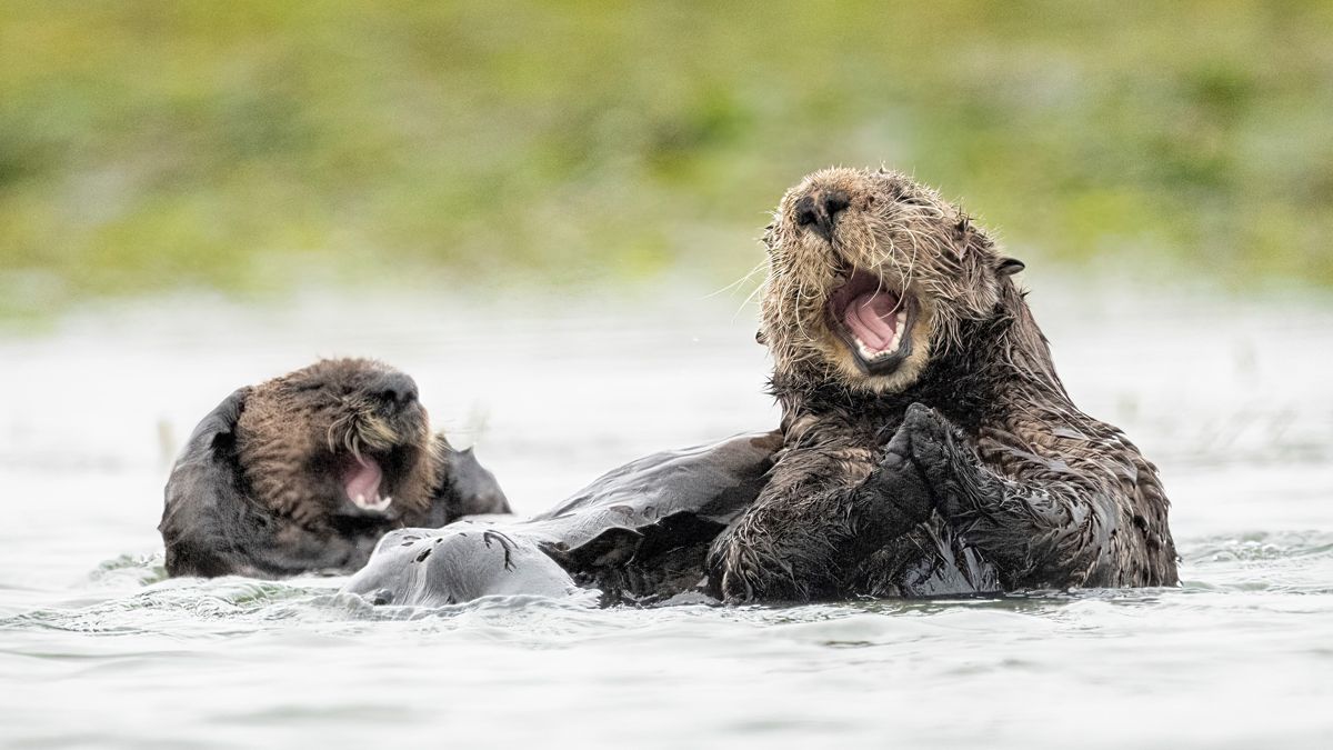 Buddhist ritual saves exotic fish from slaughter — only for ‘adventurous’ Tibetan otters to feast on them instead