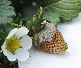 A fruit infected with gray mold on a strawberry plant