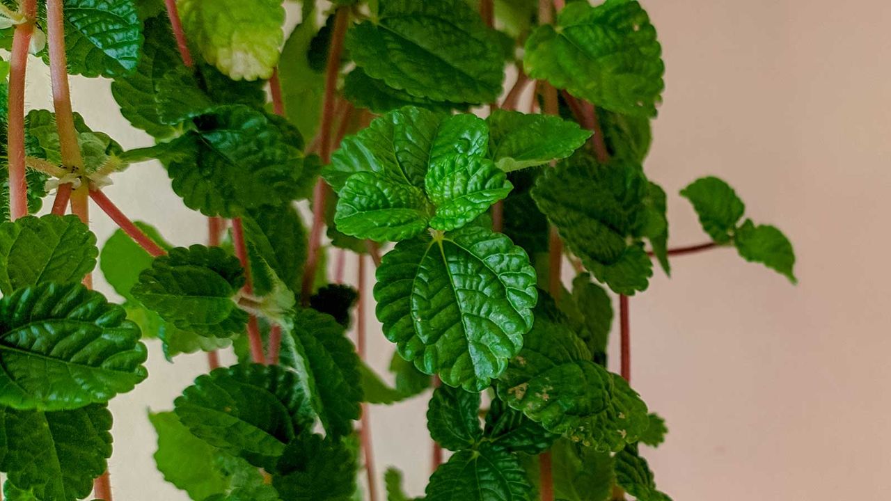 close-up of creeping Charlie stems on neutral background