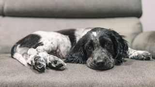 Cocker Spaniel