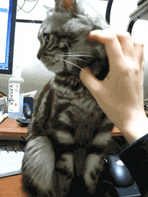 Cat Pushes Away Human Hand Stroking It