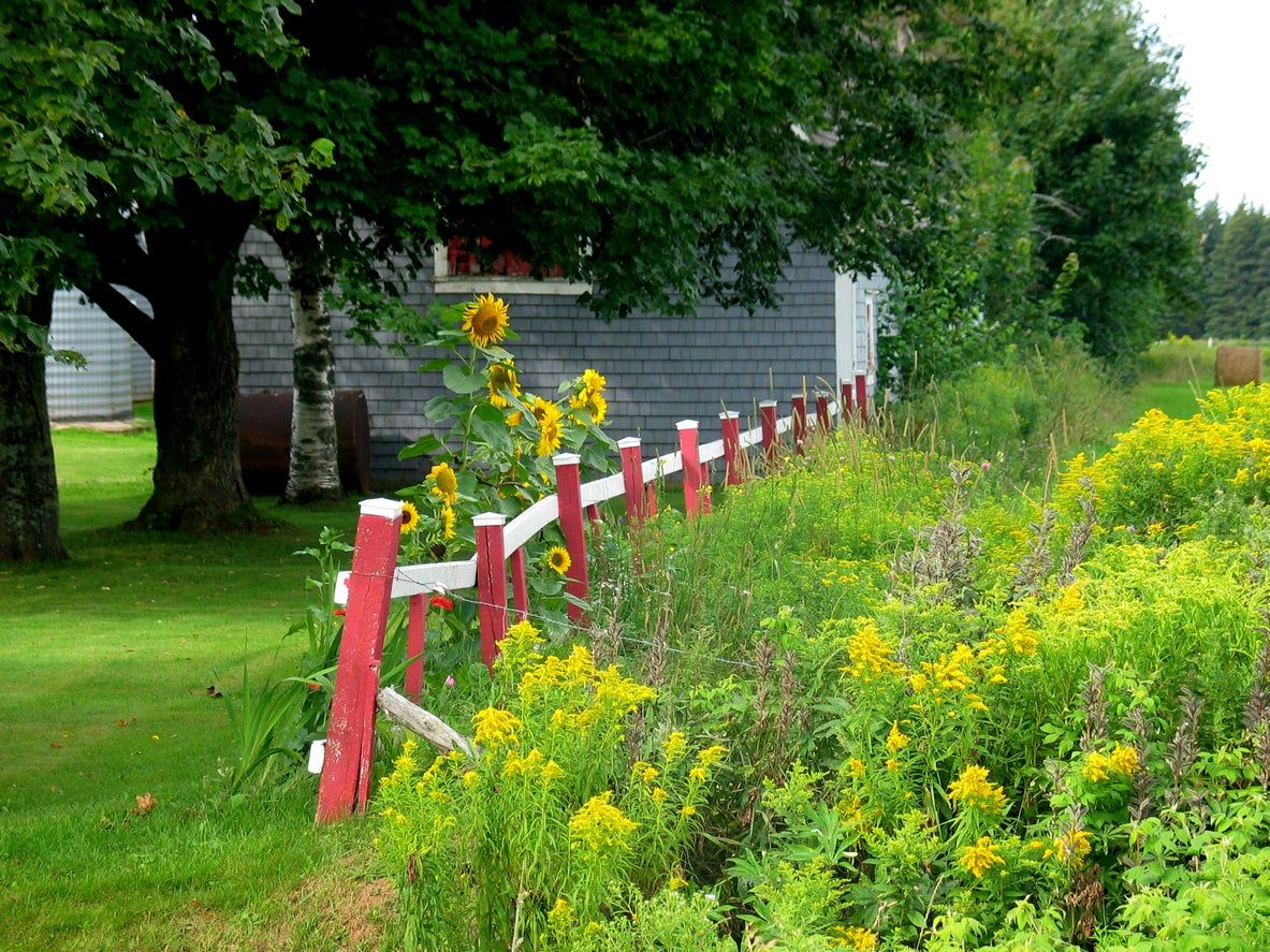 Invasive Native Plants In Field Along Side A House