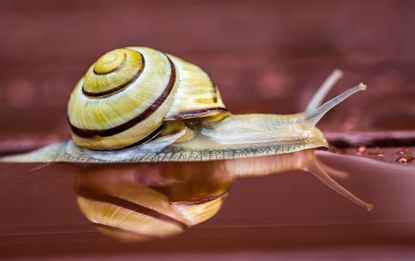 A snail. 