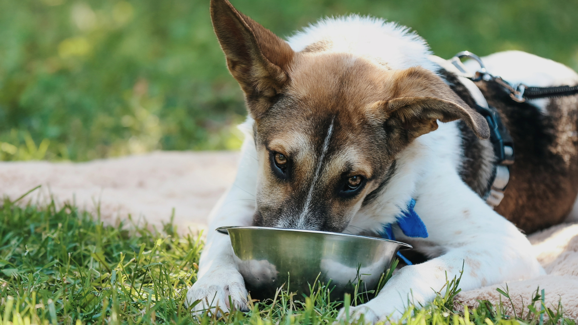 Dog eating from his food bowl