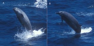 A rare photo of a True's beaked whales surfacing. The distinguishing features are two little white dots on the beak.